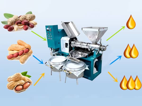 peanut oil yield