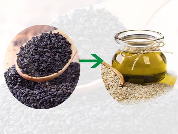 sesame oil yield